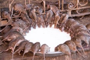 चूहों का मंदिर