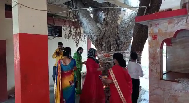 इंदौर में सुहागन महिलाओं ने की वट सावित्री की पूजा माता से मांगी खुशहाल परिवार की कामना