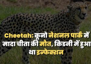 Cheetah: कूनो नेशनल पार्क में मादा चीता की मौत, किडनी में हुआ था इन्फेक्शन