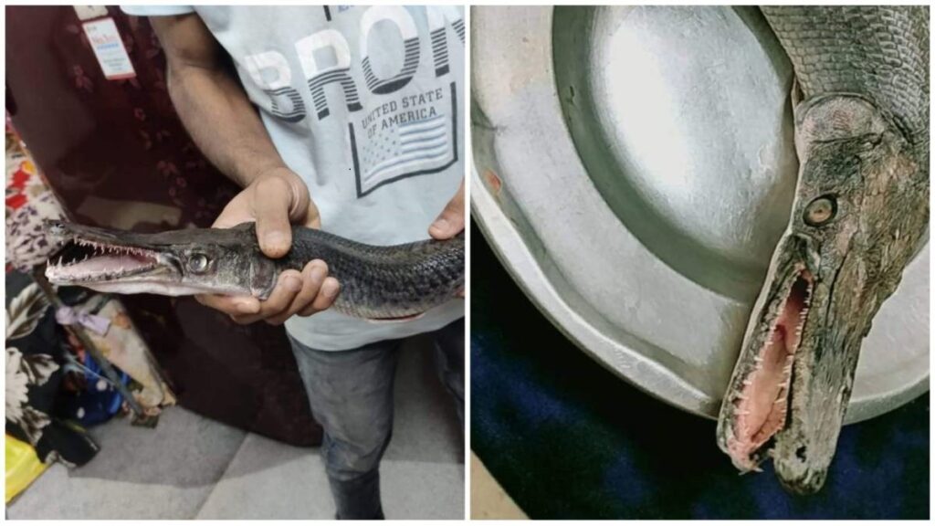 1.5-feet-long alligator found in Bhopal pond