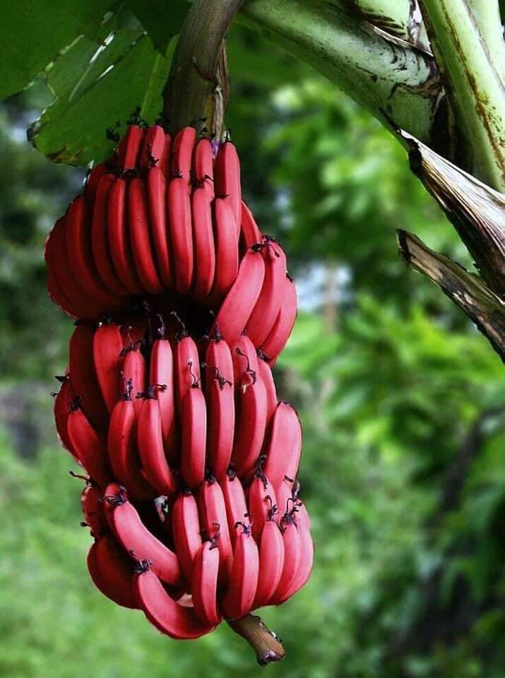 Red Banana Benefits: जिसका सेवन है काफी फायदेमंद