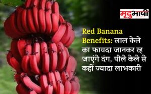 Red Banana Benefits: लाल केले का‌ फायदा जानकर रह जाएंगे दंग, पीले केले से कहीं ज्यादा लाभकारी