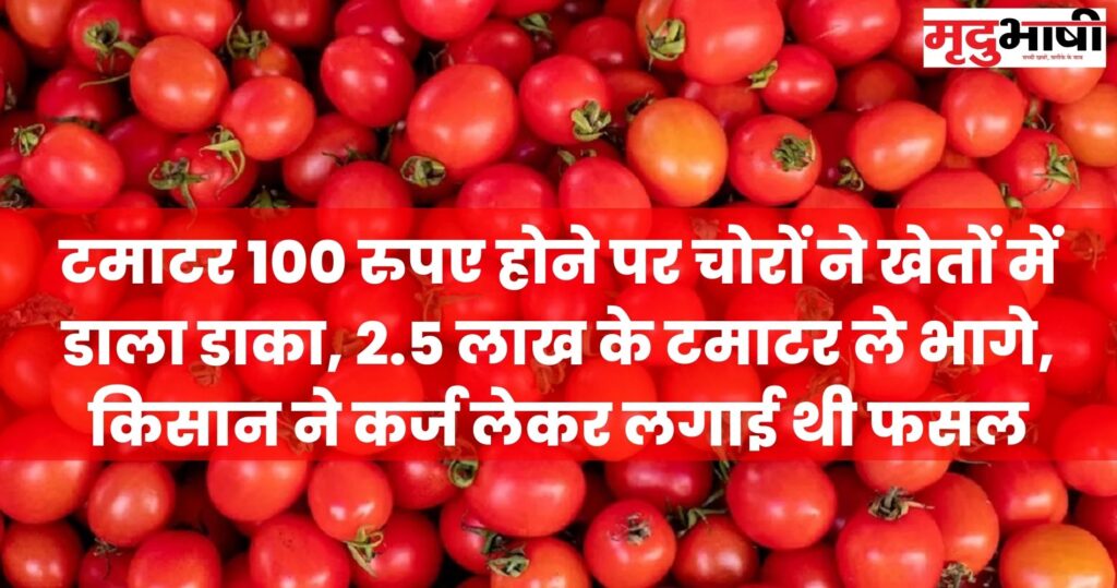 Tomato टमाटर 100 रुपए होने पर चोरों ने खेतों में डाला डाका