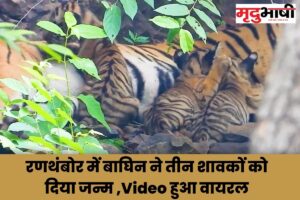 Tiger रणथंबोर में बाघिन ने तीन शावकों को दिया जन्म ,Video हुआ वायरल
