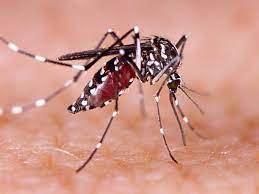 Dengue: डेंगू में रामबाण दवा है यह फल, इम्यून सिस्टम इतना मजबूत हो जाएगा की फिर बीमारी कभी नहीं होगी