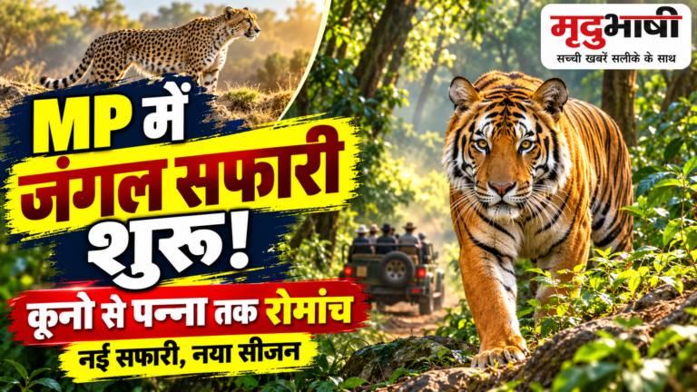 मध्य प्रदेश में जंगल सफारी का नया सीजन शुरू, कूनो और पन्ना पर सैलानियों की नजर