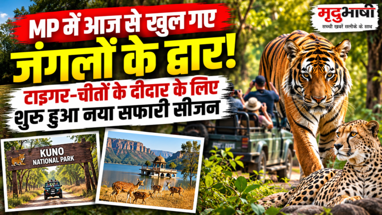 MP में आज से खुल गए जंगलों के द्वार, टाइगर-चीतों के दीदार के लिए शुरू हुआ नया सफारी सीजन